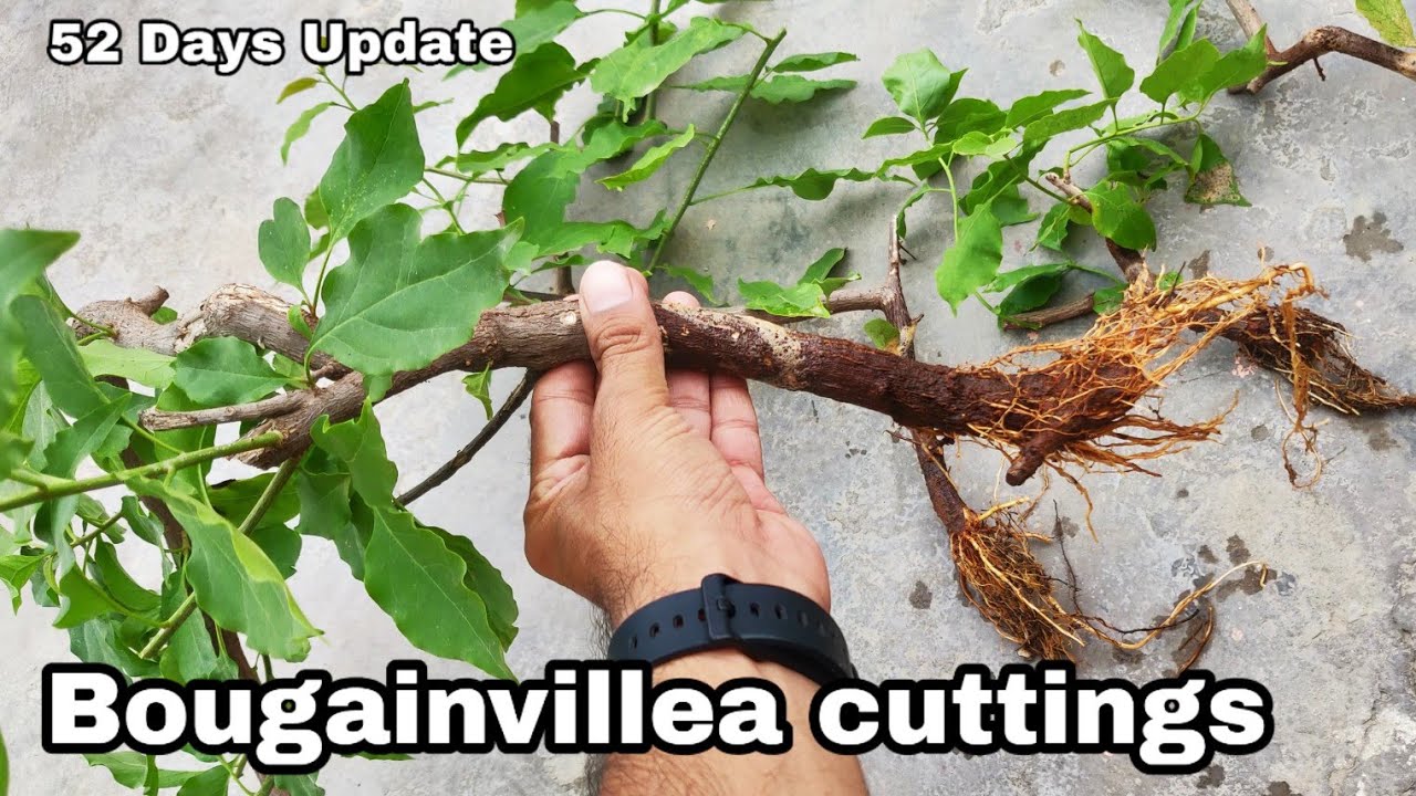 Easiest way to grow Bougainvillea cuttings, Bougainvillea cutting to
