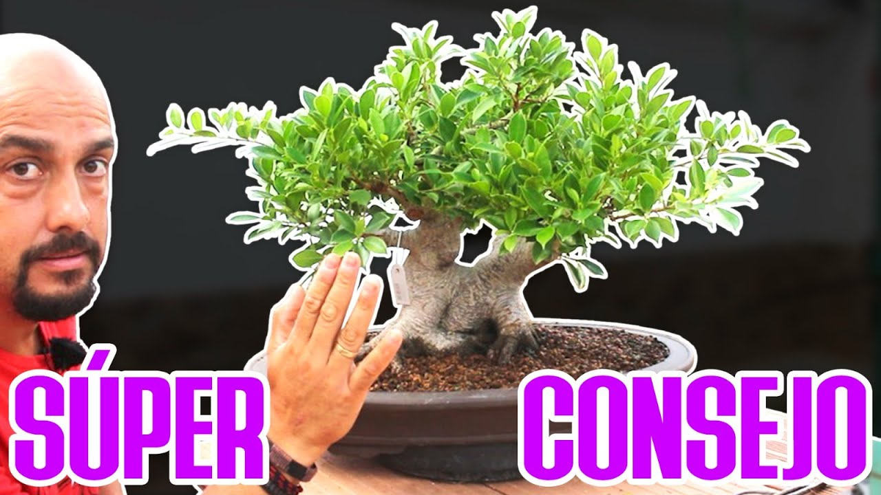 Qué hacer con tu bonsai de cara al otoño?