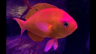 Aquarium Movies (Japan) archive 生きている魚図鑑: シキシマハナダイ