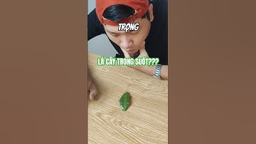 Tui đang cố tạo ra một chiếc lá TÀNG HÌNH, nhưng xém tí nữa thì... | Foxy Review #shorts