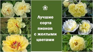 ❀ Самые лучшие сорта желтых пионов