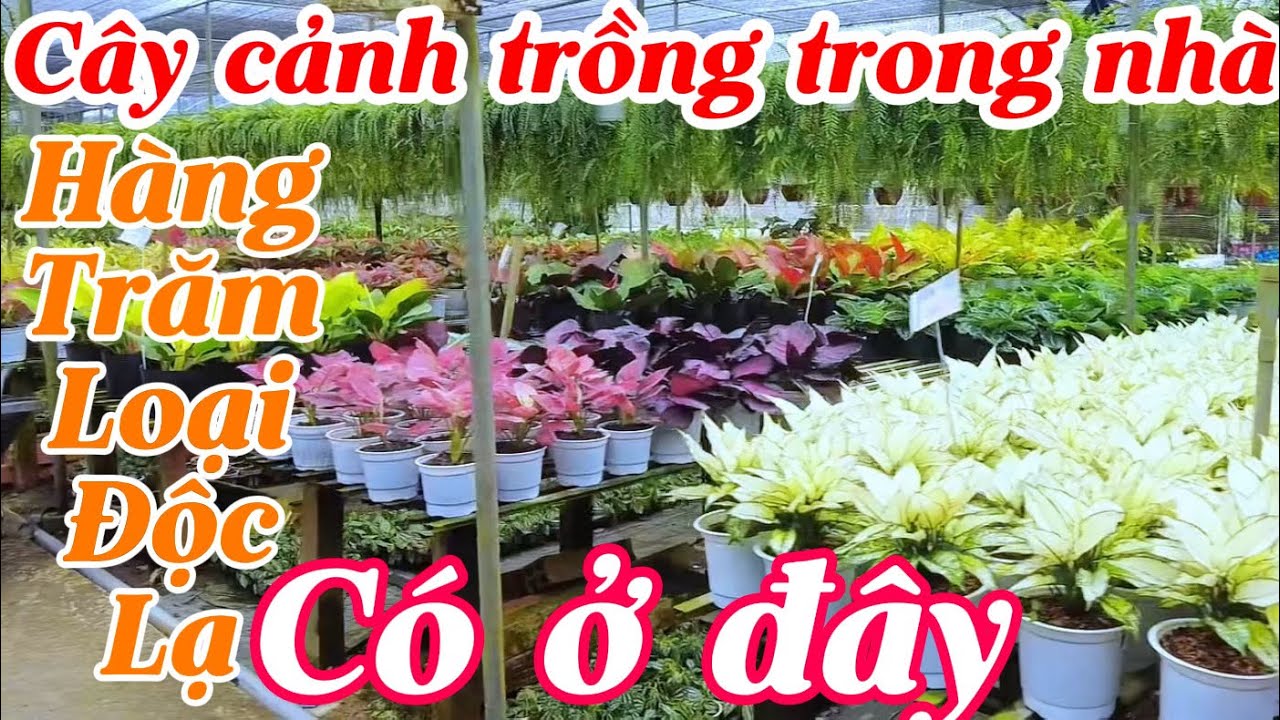 Cây cảnh trồng trong nhà - tất cả đều có ở khu vườn này