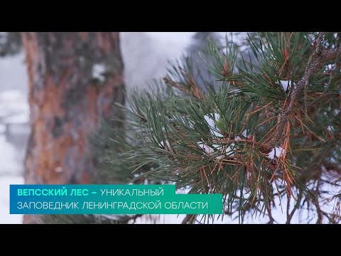 Вепсский лес — уникальный заповедник Ленинградской области