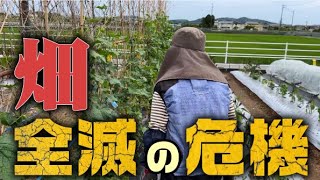 【成長が悪いと思っていたらこれは厄介なことになりました・・！ 】急いで対策します。