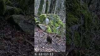 Buse variable qui pose devant la caméra