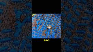 Часть крестика серебро #металлопоиск #коп #монеты #shorts