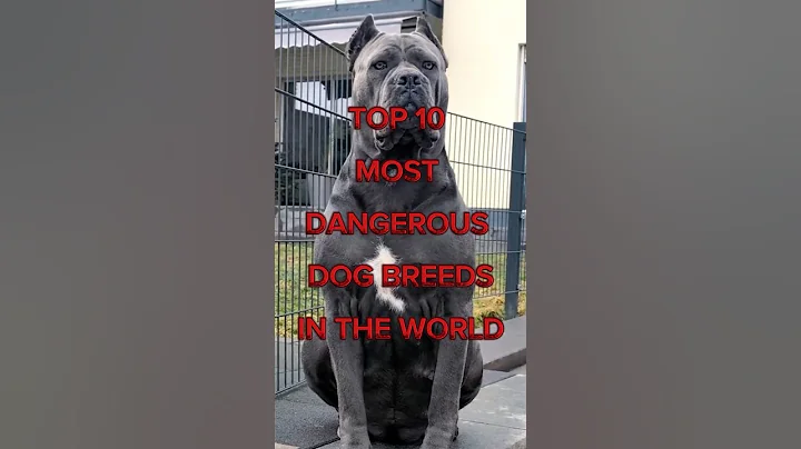 Top 10 Most Dangerous Dog Breeds In the world #top10 #dangerous #dogshorts #trending