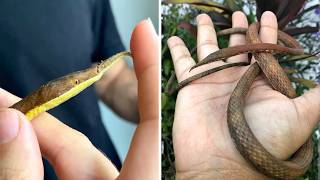 Malagasy Leaf-nosed Snake 🐍 The STRANGEST Snake Face! @1MinuteAnimals