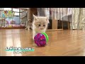 【メインクーン】ウトウト 激カワ 好奇心旺盛【かわいい猫まとめ動画】