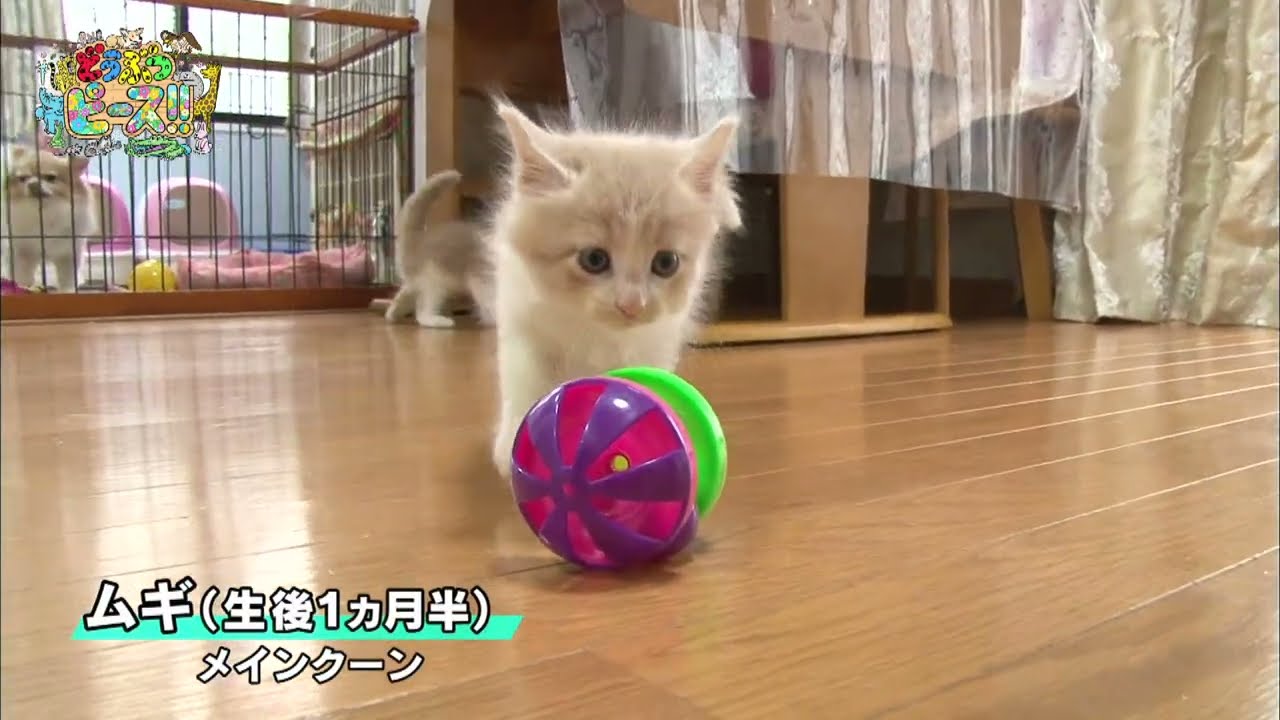メインクーン ウトウト 激カワ 好奇心旺盛 かわいい猫まとめ動画 Youtube