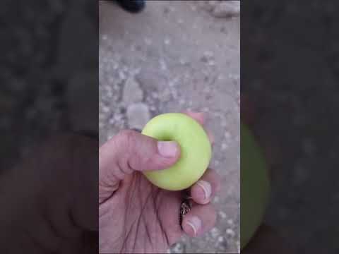 سمي تفاح بوفسيوه لإنه يفسفس في الحنك قولوا ما شاء الله