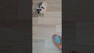 cat With A Ball