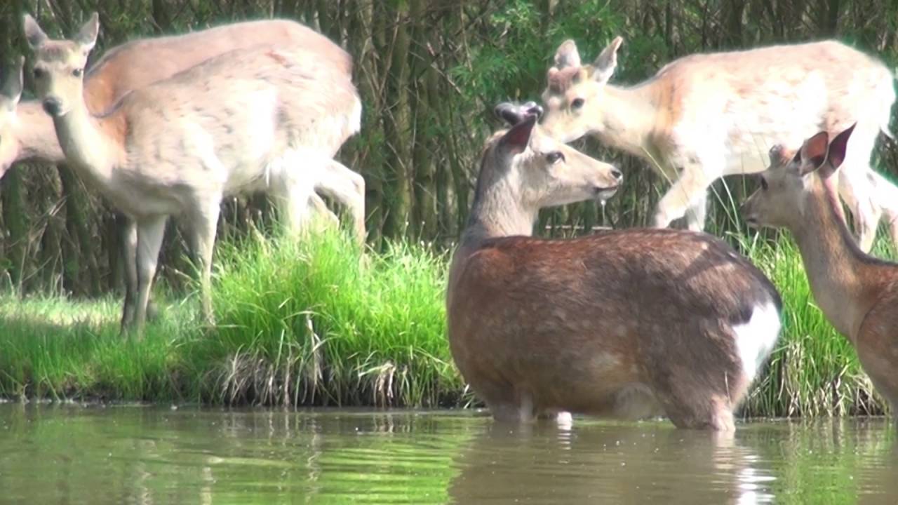 freizeitpark oberlichtenau