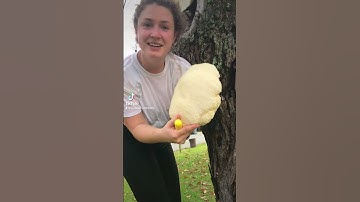 BIG HONKERS 📣 🍄 feat. Lion