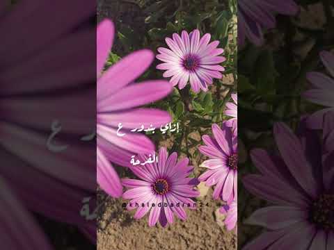 محدش مرتاح حسين الجسمي