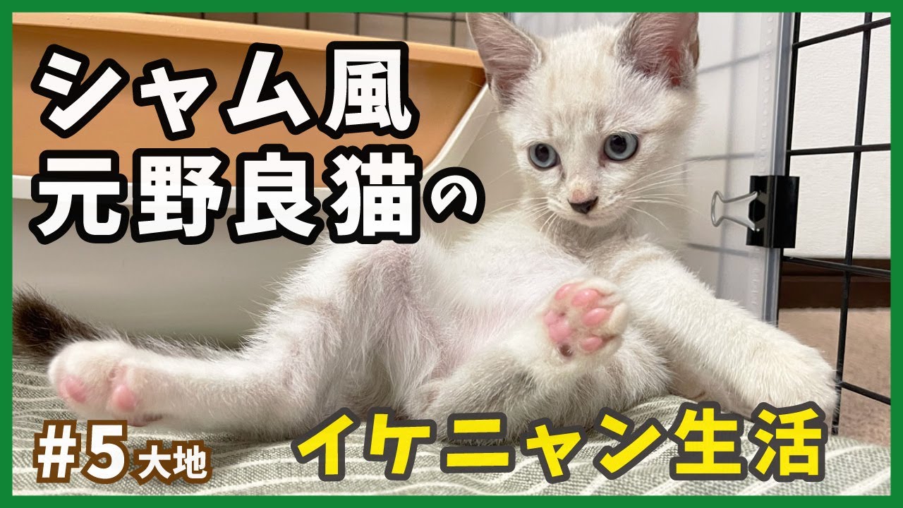 保護 シャムミックス】元野良猫イケニャンのほのぼの成長記録。【野良