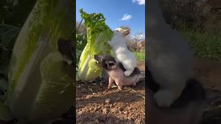 Tiny pig & rabbit feeding on a giant kale #funnyvideos #funnyanimals