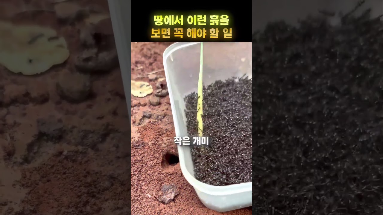 땅속 작은 구멍에서 나오는 희귀 곤충 😳🐜