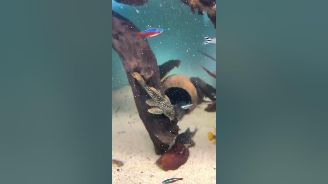 james bond pleco L14 wild #music #dj #housemusic #edm #fish #megaquarium #fishing #aquarium #shorts
