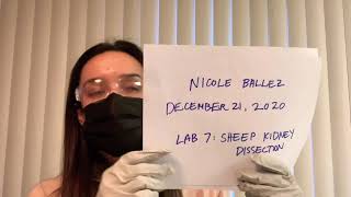 LAPU LAB 7: SHEEP KIDNEY DISSECTION