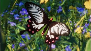 {PLANET ZOO} Malabar Rose Exhibit Build