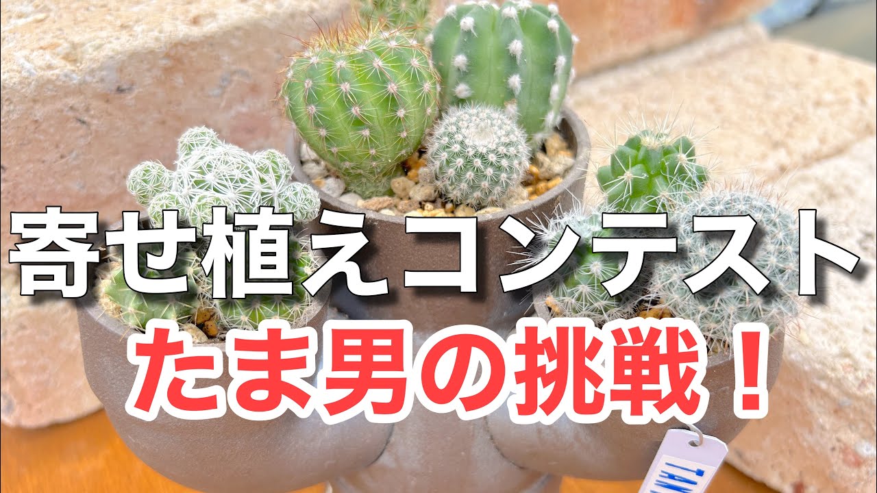 多肉植物】 【寄せ植えコンテストへの道】男前なパイプリメイク鉢に
