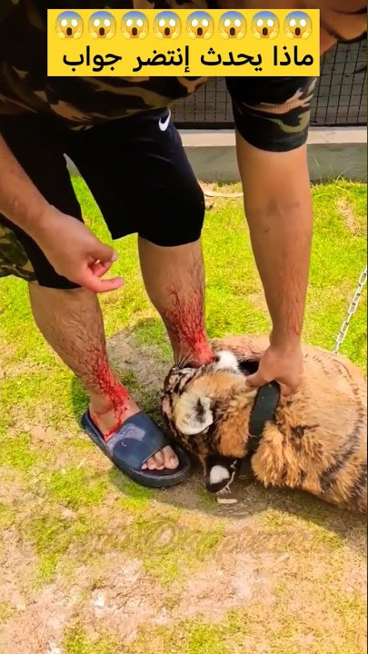 أسد يفترس قد صاحبه...