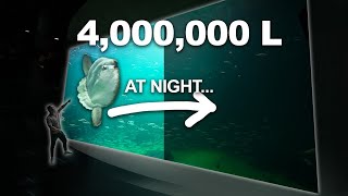 What do we find in a 4,000,000 liter SHARK TANK at night??