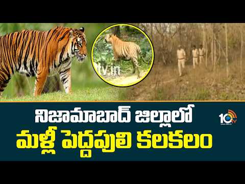 నిజామాబాద్ జిల్లాలో మళ్లీ పెద్దపులి కలకలం | Tiger in Nizamabad District | 10TV News - 10TVNEWSTELUGU
