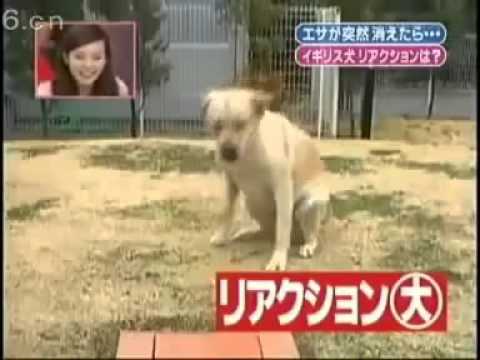 funny-japanese-show-dog-prank