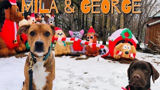 Labrador Retriever & PitBull X puppies in training