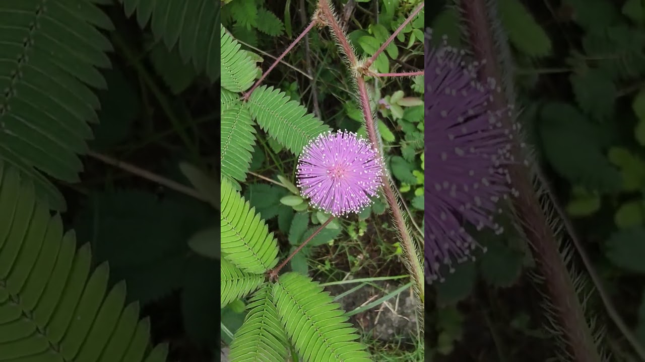 Beauty of Touch-Me-Not Flowers ||  