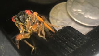 what the 17 year cicada sounds like INDIVIDUALLY and as a group