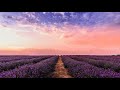 Soothing Mindful Relaxing Music
