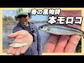春の風物詩。本モロコを狙う琵琶湖時間
