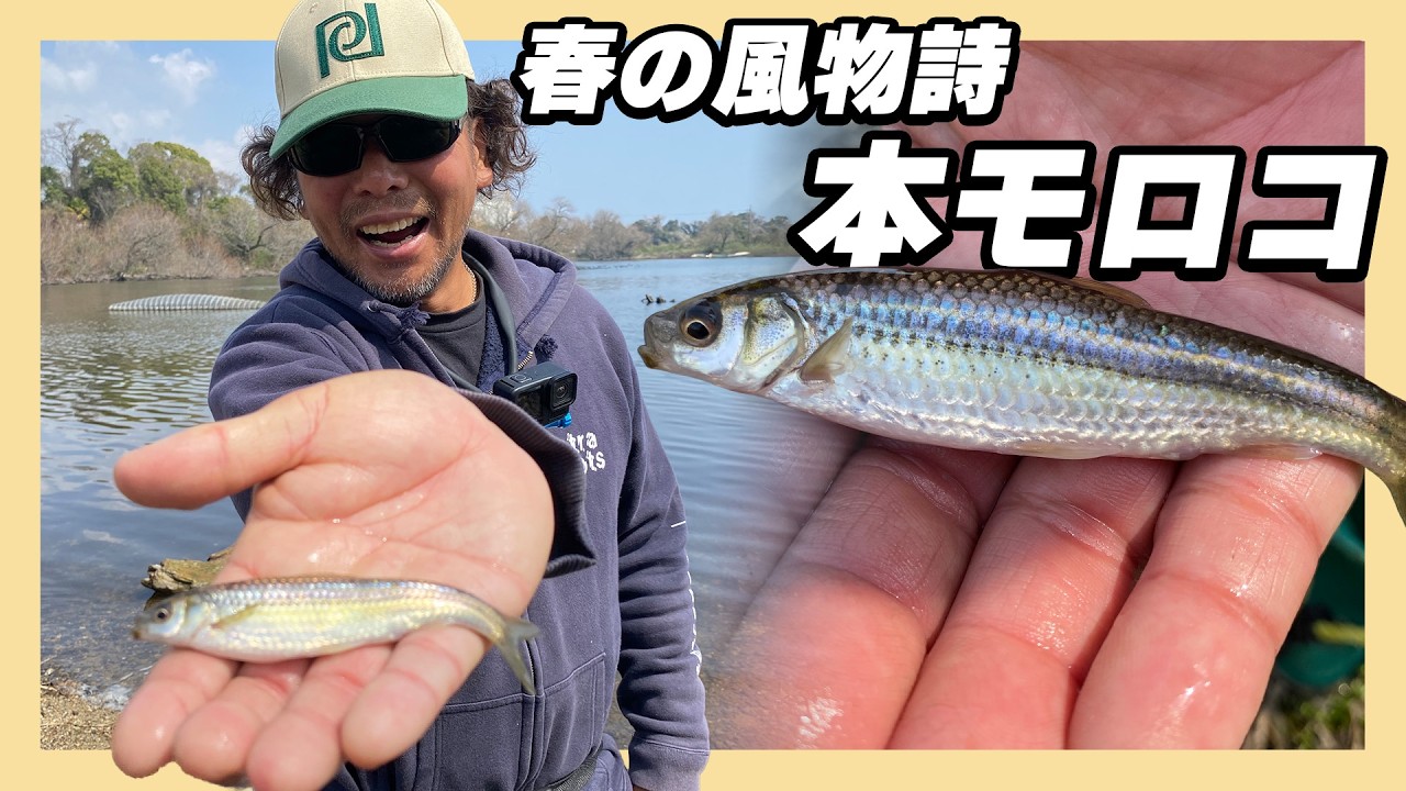 春の風物詩。本モロコを狙う琵琶湖時間