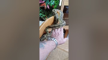 Carpet python,Irian Jaya, Alfredo my cb15 caramel Irian Jaya jag