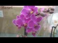Обзор орхидей 13 февраля 2021 Леруа Мерлен Воронеж (Левый берег)