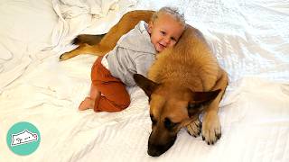 Shy German Shepherd Meets Baby Brother For The First Time | Cuddle Buddies