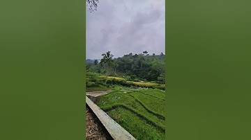 Rindu kampung halaman #rindu #suasanapedesaan #shortvideo
