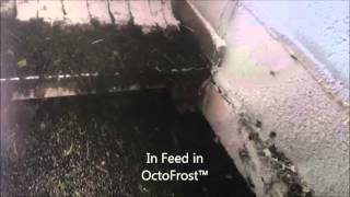 OctoFrost Frozen - IQF Berries: Black Currants