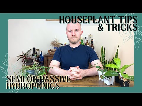 Transferring Hoyas To Semi (Passive) Hydroponics | Houseplant Tips u0026 Tricks