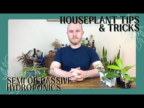 Transferring Hoyas To Semi (Passive) Hydroponics | Houseplant Tips U0026 Tricks