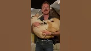 Party Dog ft. Ernie thee Corgi - Tom Cardy