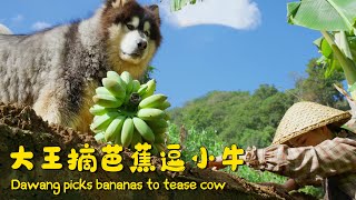 Dawang picks bananas to tease cow【阿盆姐家的大王】