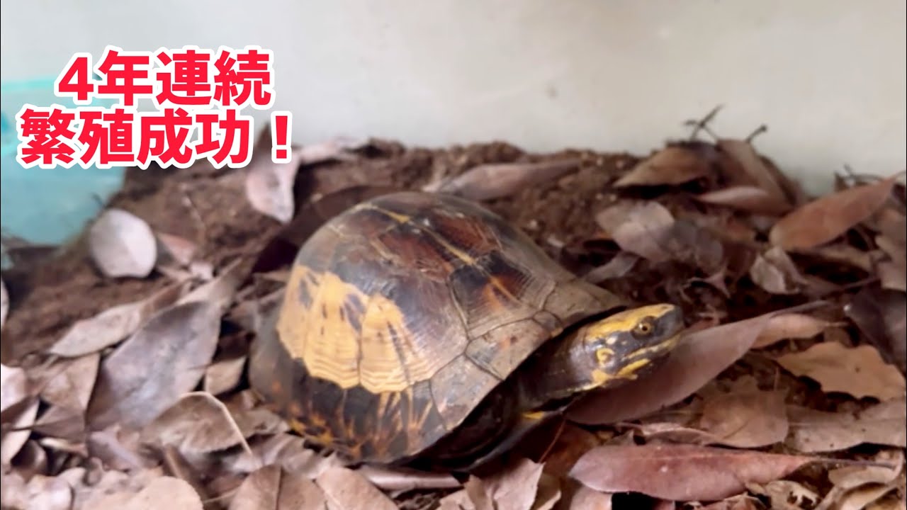 クロハラモエギハコガメのブリーダーさんにお話しを伺いました