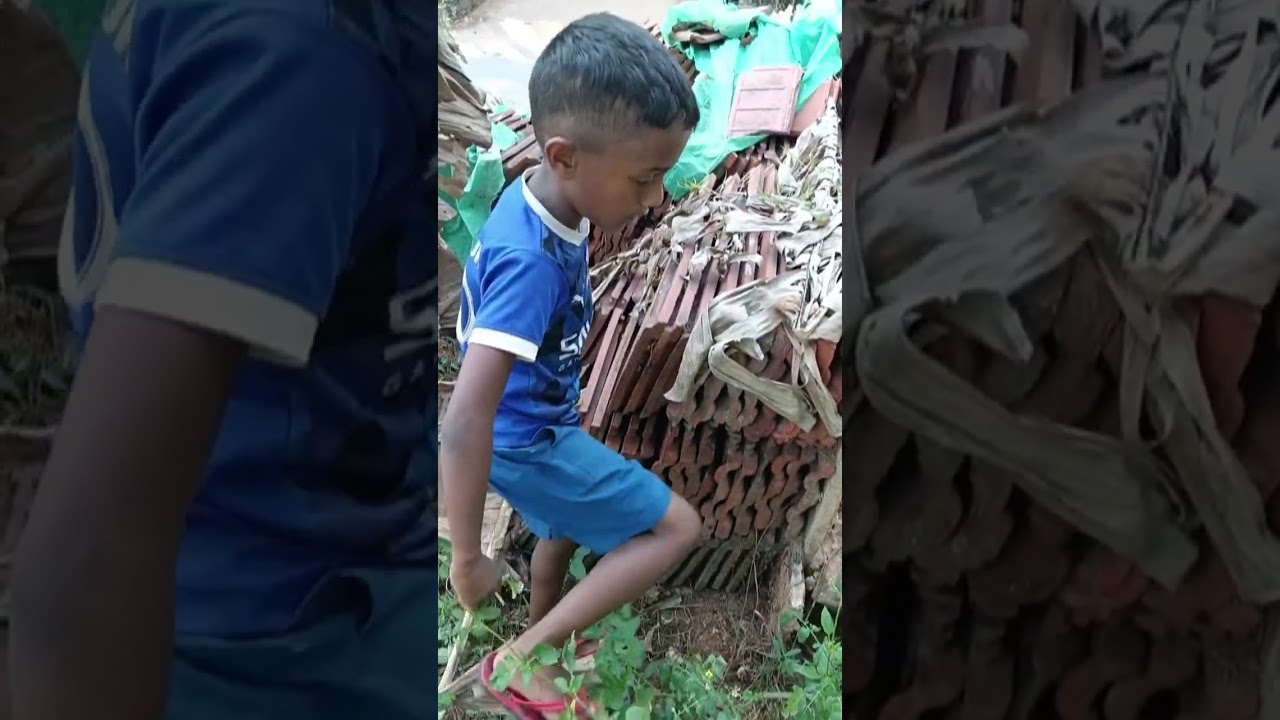 വാഴച്ചുണ്ട് ഒടിക്കാൻ പോയപ്പോൾ 