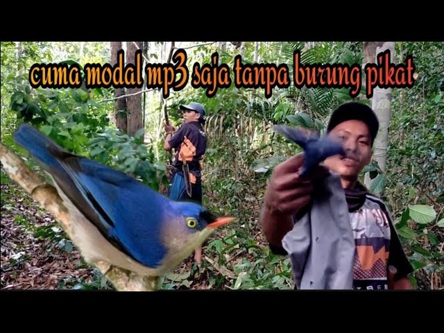 Totorial cara pikat burung  rambatan paru merah hanya menggunakan mp3 tanpa burung pikat class=