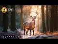 🔴 Relaxing Music 24/7, Stress Relief Music, Sleep Music, Meditation Music, Study, Calming Music