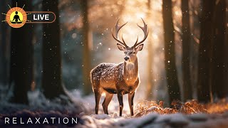  Relaxing Music 24/7, Stress Relief Music, Sleep Music, Meditation Music, Study, Calming Music